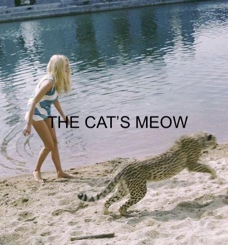 The Cat's Meow